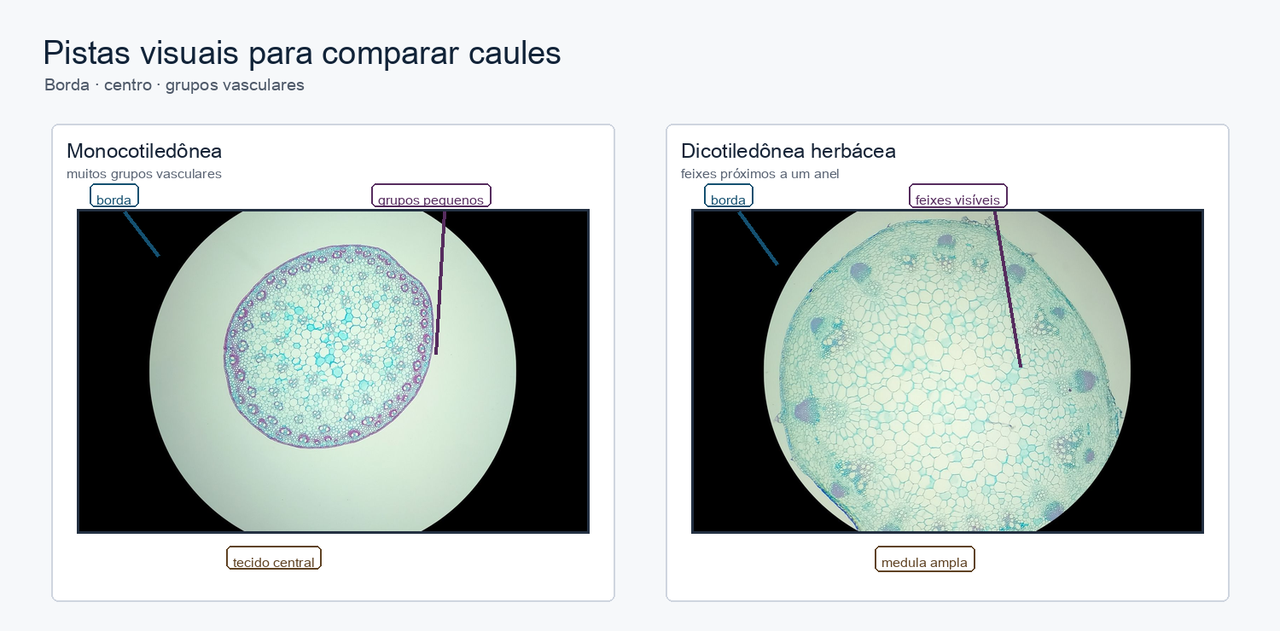 Duas micrografias reais de caules, uma de monocotiledônea e outra de dicotiledônea herbácea, com indicações de observação para borda, centro e feixes vasculares.