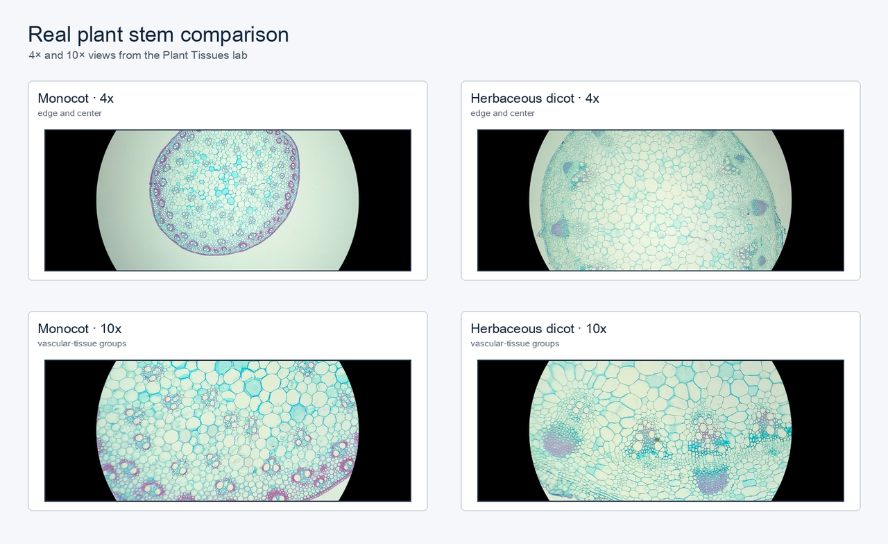 Four real lab views: monocot and herbaceous dicot stems at 4x and 10x for comparing vascular-bundle arrangement.