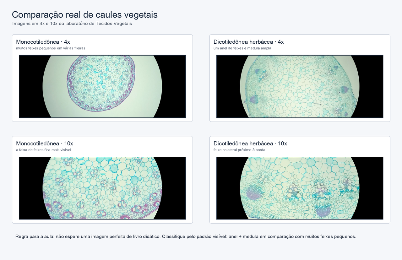 Quatro imagens reais do laboratório: caules de monocotiledônea e dicotiledônea herbácea em 4x e 10x, mostrando a disposição dos feixes vasculares.