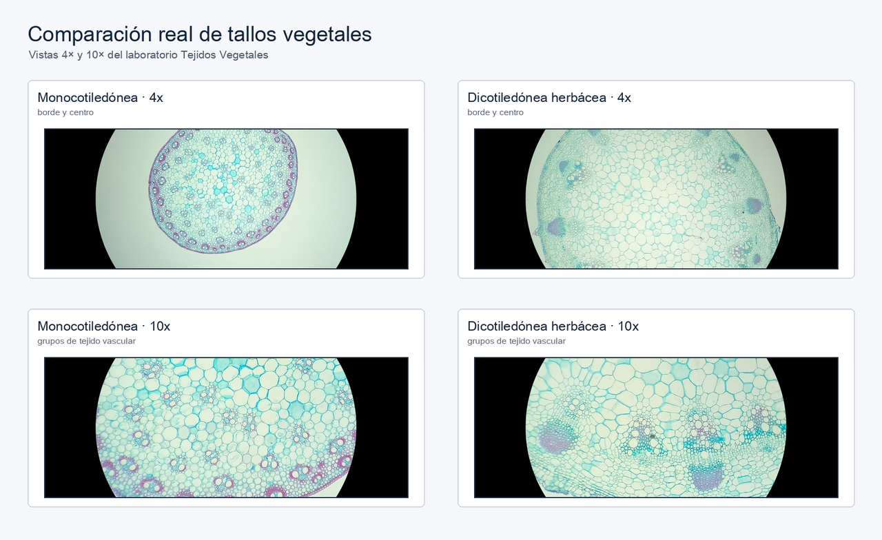 Cuatro vistas reales del laboratorio: monocotiledónea y dicotiledónea herbácea a 4x y 10x para comparar la disposición de haces vasculares.