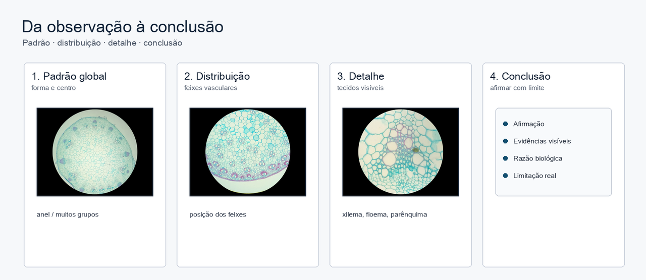 Sequência visual de raciocínio: observar o padrão geral, a distribuição dos feixes, o detalhe dos tecidos e construir uma conclusão com evidência e uma limitação.