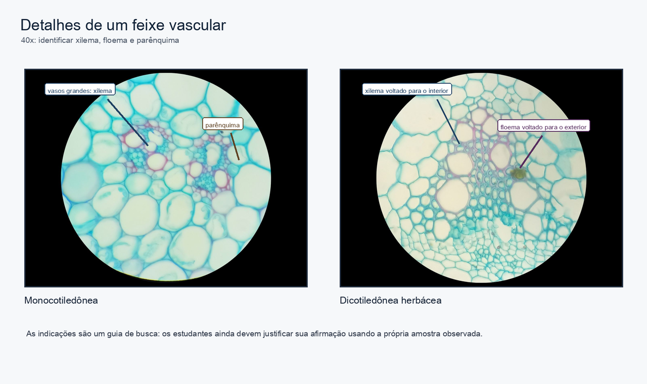 Duas micrografias reais em 40x com indicações para procurar xilema, floema e parênquima nos caules de monocotiledônea e dicotiledônea.
