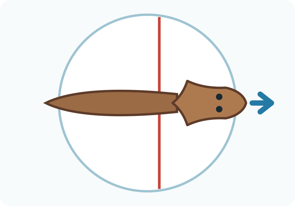 The broad head with two eyespots is to the right of a red line; the body still crosses the line and an arrow points forwards.