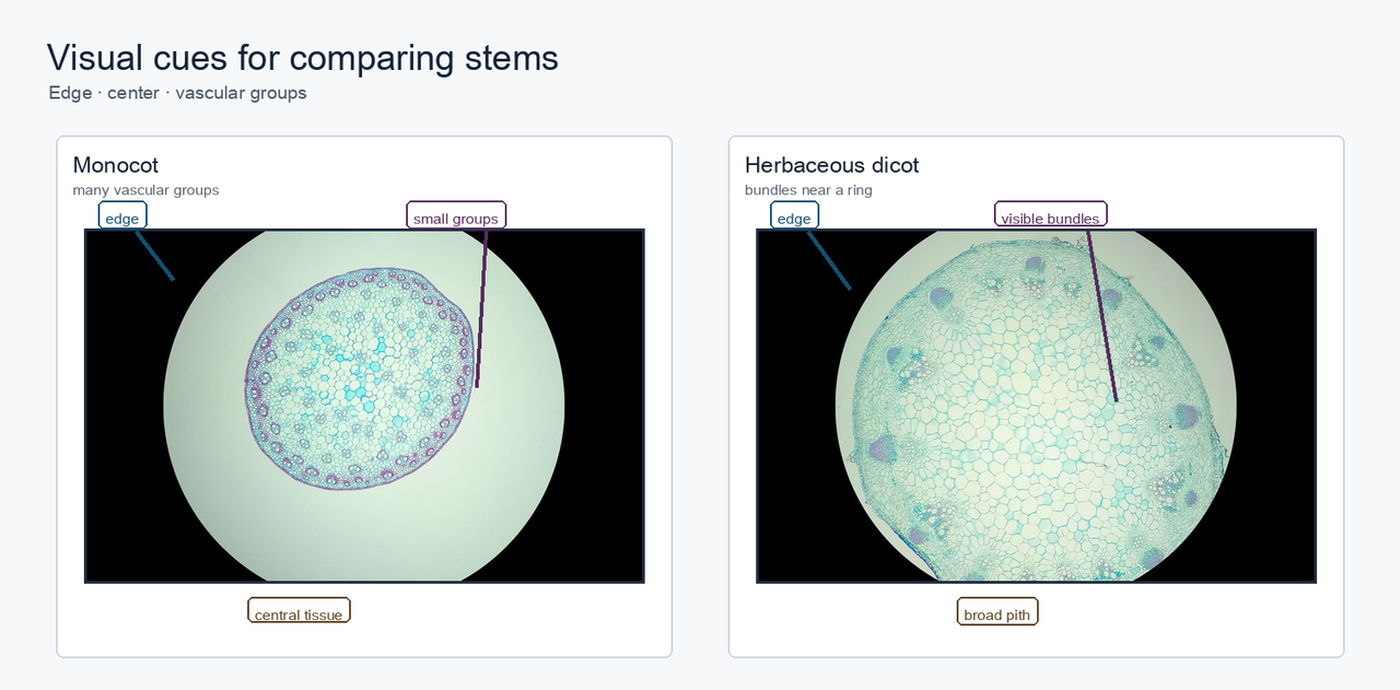 Two real stem micrographs, one monocot and one herbaceous dicot, with observation callouts for edge, center, and vascular bundles.