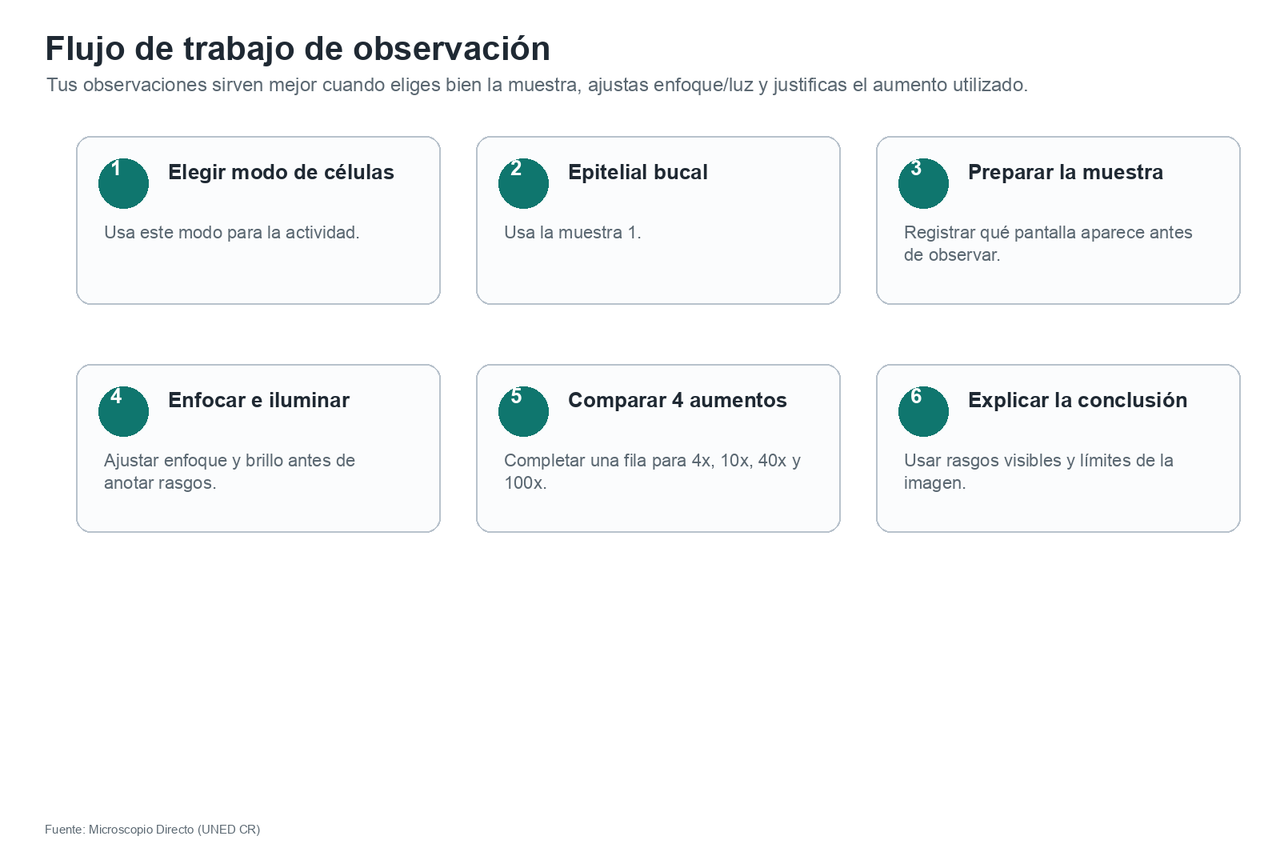 Seis pasos: elegir el modo de células, seleccionar epitelial bucal y muestra 1, preparar la muestra, enfocar e iluminar, comparar cuatro aumentos y explicar la conclusión.