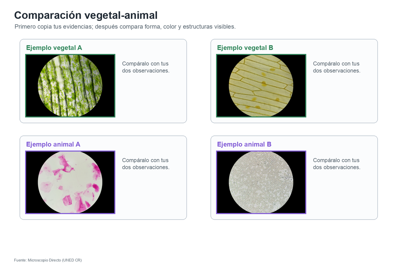 Comparación de imágenes reales vegetales y animales para usar rasgos visibles después de copiar evidencias propias de la tabla.
