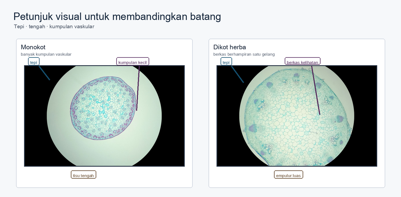 Dua mikrograf batang sebenar, satu monokot dan satu dikot herba, dengan penanda pemerhatian untuk tepi, tengah dan berkas vaskular.