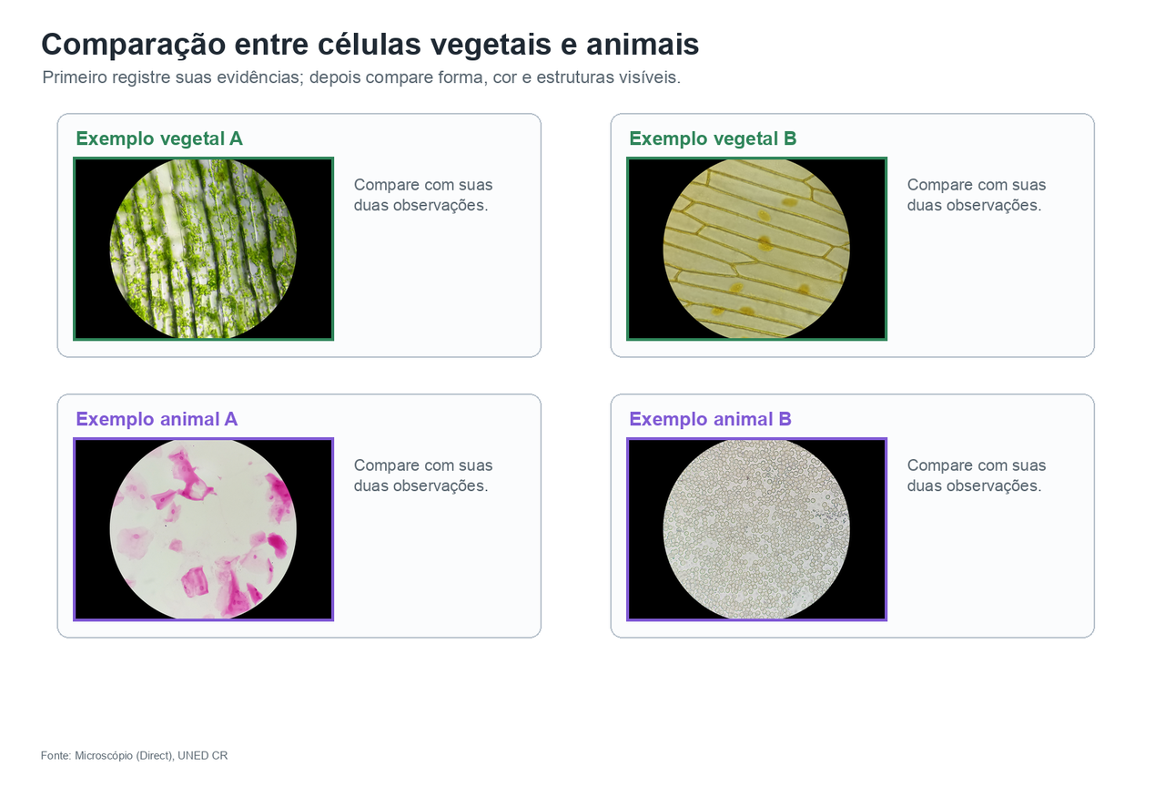 Comparação de imagens reais de células vegetais e animais para usar características visíveis depois de registrar as próprias evidências na tabela.