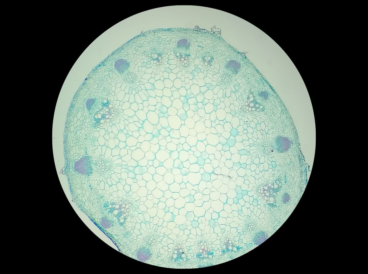 Microscope photo of a sliced stem at 4x. A rounded section is visible with many small cells, an outer border, and several groups of small tubes near the border.