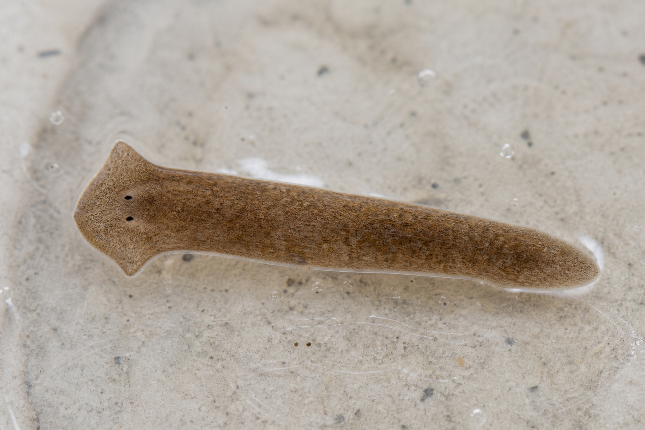 Imagen de referencia de una planaria marrón alargada en agua, con cuerpo plano, cabeza triangular y dos pequeños ocelos oscuros.