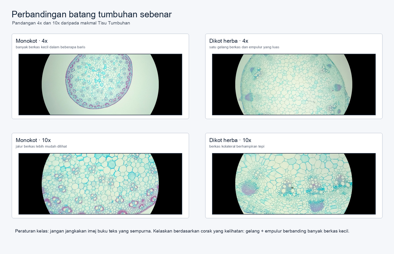 Empat pandangan makmal sebenar: batang monokot dan batang dikot herba pada 4x dan 10x, menunjukkan susunan berkas vaskular.