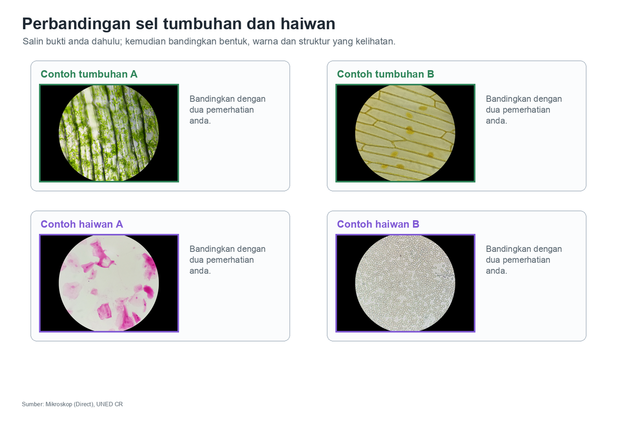 Perbandingan imej sebenar sel tumbuhan dan haiwan untuk menggunakan ciri yang dapat dilihat selepas murid merekod bukti dalam jadual sendiri.