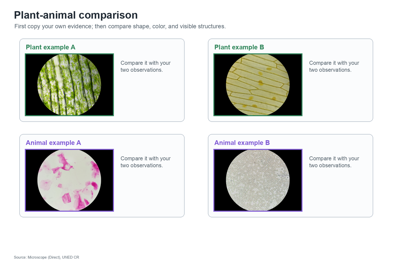 Comparison of real plant and animal images for using visible features after copying evidence from the student's own table.